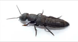 escarabajo.png