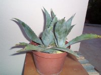agave magey manso.jpg