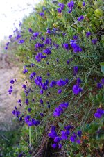 03062013-_MG_9544-FLORES-SILVESTRES-AZUL-MORADAS-z copia.jpg