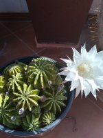 6 echinopsis multiplex varios cactus 15-6-20.jpg