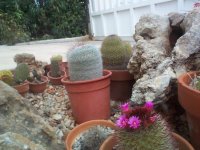 DCP15090 mammillaria duoformis y mami hahniana.JPG