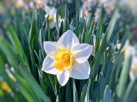 Narciso-flor-simbolismo-valor.jpg