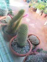 1 mammilaria y otros31-1-21.jpg