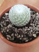 5 mammillaria hahniana ccp. woodsii             31-5-18.jpg