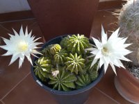 4 echinopsis multiples 28-4-20.jpg