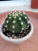 4-  echinocactus subdenudada    - 27-4.jpg