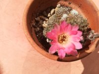 5- echinopsis schieliana  seeds -20-5.jpg