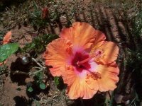 hibiscu royal calipso-flor.jpg