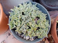 8- faucaria felina tuberculosa -2-8-23.jpg