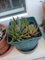 8- haworthia var. radula -2-8-23.jpg