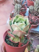 7 echeveria mandala 23-7.jpg