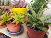 6- aloe squarrosa y aloe teunifolia  15-7-18.jpg