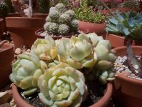 1.200 echeveria derenbrigii.jpg