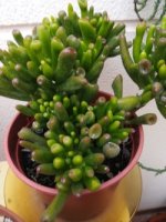 crassula ovata golum.jpg