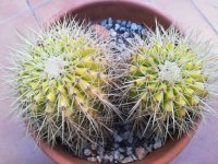 1 notocactus chilensis 8-1-19 (Small).jpg