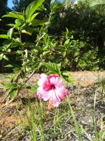 9 hibiscu rosa joven-595x793.jpg
