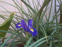 iris germanica lila.jpg