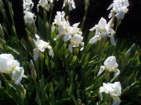 iris  holandesas blancas (2).jpg