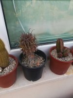 3 - ferocactus peninsulae -22-3-19.jpg