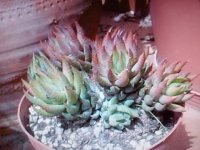 5- haworthia croartata var chauli.jpg