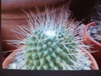 mammilaria  spinosisima umpico.jpg