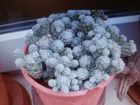 mammilaria gracilis fragilis.jpg