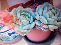 echeveria kircheriana.jpg