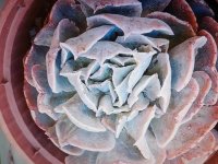 echeveria swan lake.jpg