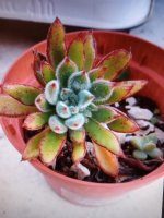 echeveria set oliver.jpg