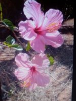 hibiscus rosa sinesis 2.jpg