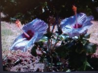 hibiscus sycarius.jpg