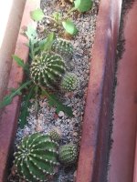 1 echinopsis --9-1-23.jpg