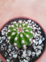 5- echinopsis  subdenudada easter lily         31-5-18.jpg