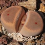 Lithops_dinteri_var._brevis_C268_55_km_SW_of_Warmbad,_Namibia_17167_l.jpg