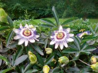 42.Passiflora-caerulea.jpg