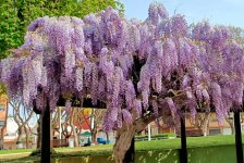 plantas-de-glicinia-en-jardin.jpg