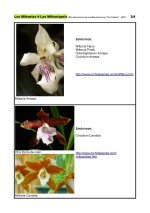 Miltonias - Especies en la naturaleza_Página_2.jpg
