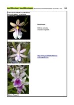 Miltonias - Especies en la naturaleza_Página_5.jpg