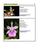 Miltonias - Especies en la naturaleza_Página_6.jpg