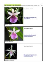 Miltonias - Especies en la naturaleza_Página_7.jpg