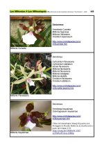 Miltonias - Especies en la naturaleza_Página_4.jpg