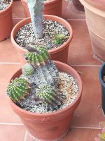 4 echinopsis eyriesii  21-4.jpg