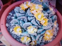 flores con la titanopsis calcarea.jpg