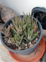 8- haworthia limifolia.jpg