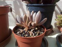 5- pachyphytum oviferum florecio como languida 17-5- 19.jpg