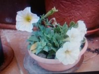 petunias blanco.jpg