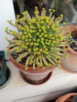 9-  florece -euphorbia flamagan  3-9-23.jpg