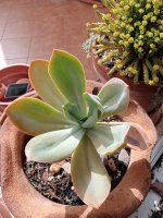 9- echeveria gibbiflora peque.jpg