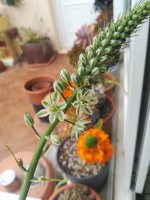 5 flor de albuca 8-5-22.jpg