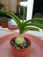 45 albuca bracteata 25-4.jpg